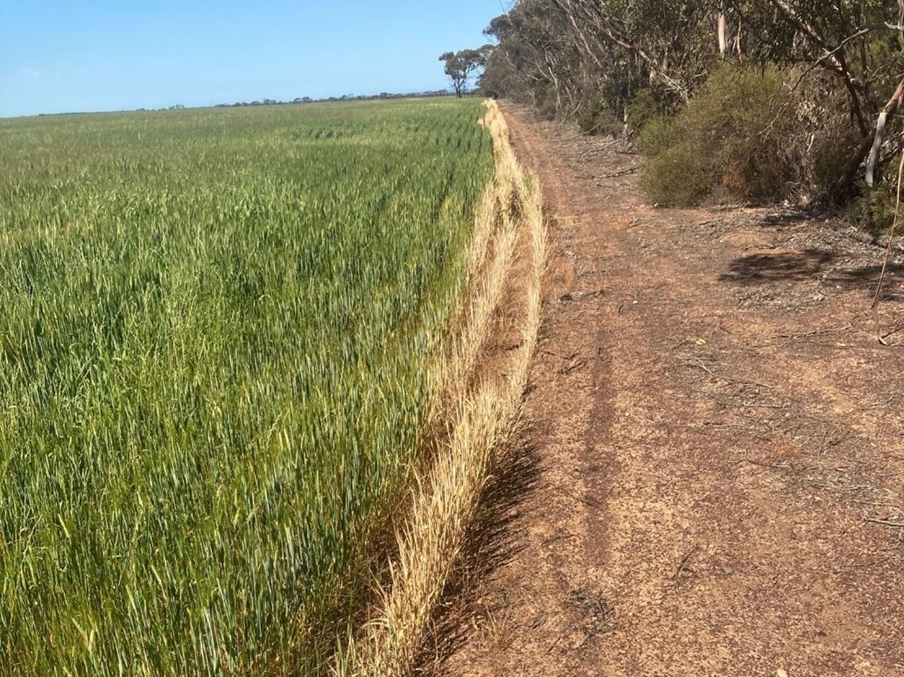 A think strip of yellow plants on the edge of a green paddock