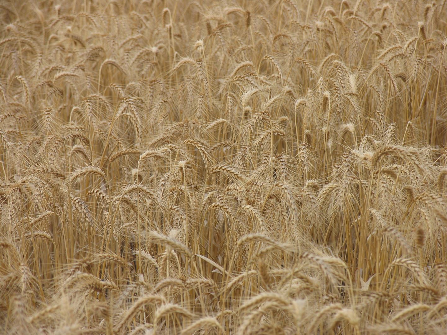 Wheat