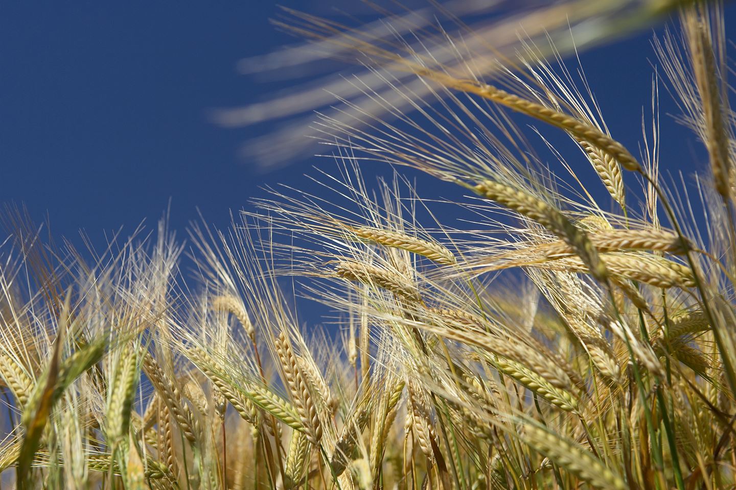 Barley