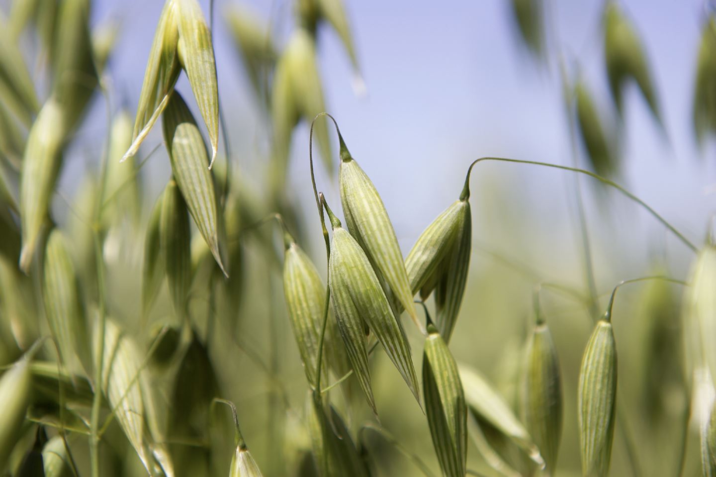 Oats