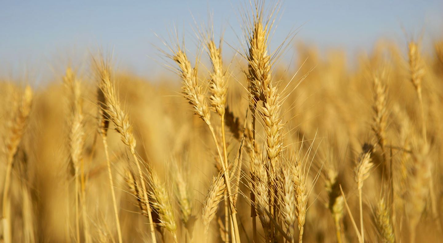 Wheat crop