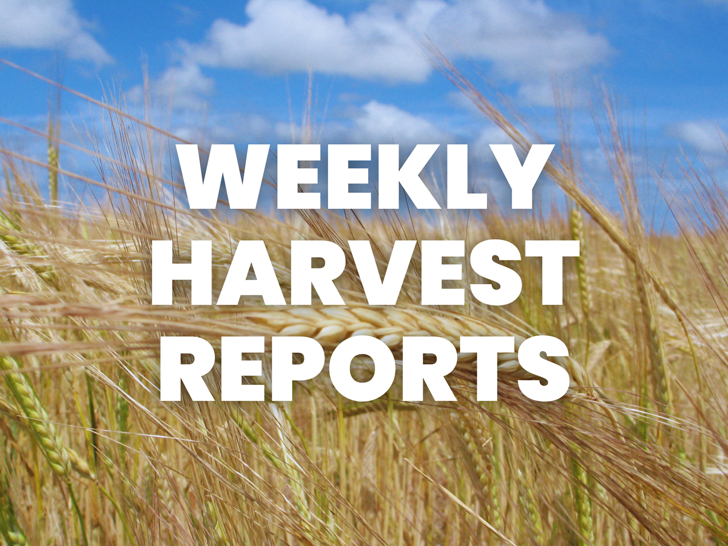Weekly Harvest reports - News Article image
