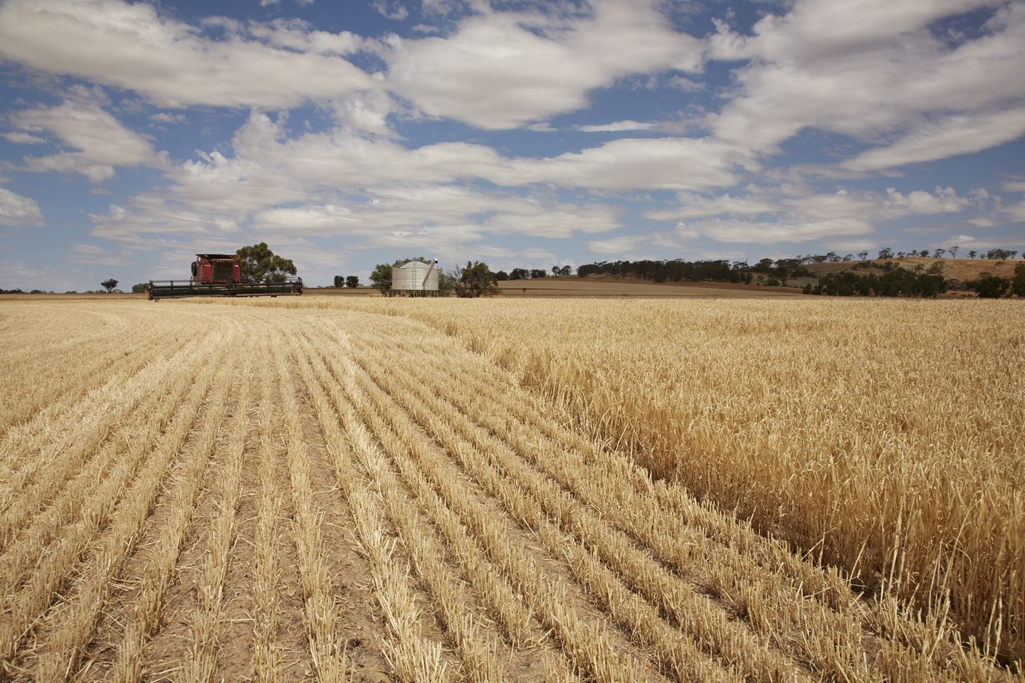 A red harvester in a golden paddock of wheat on a farm