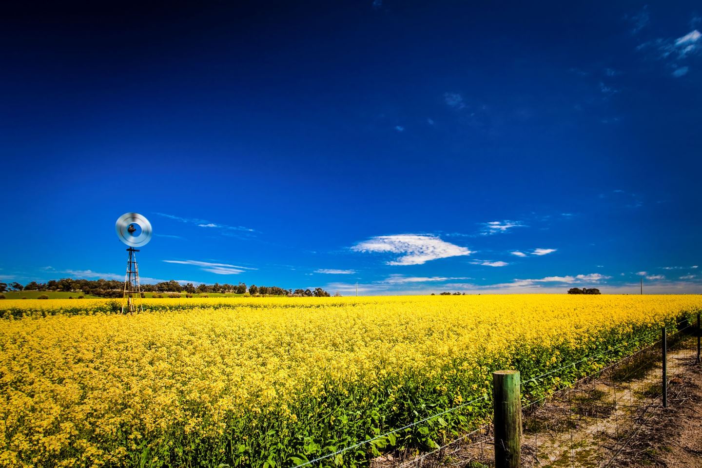 A canola paddock in flower with a windmill in the background