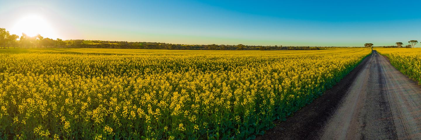 A sun sets in the corner of a canola filled paddock