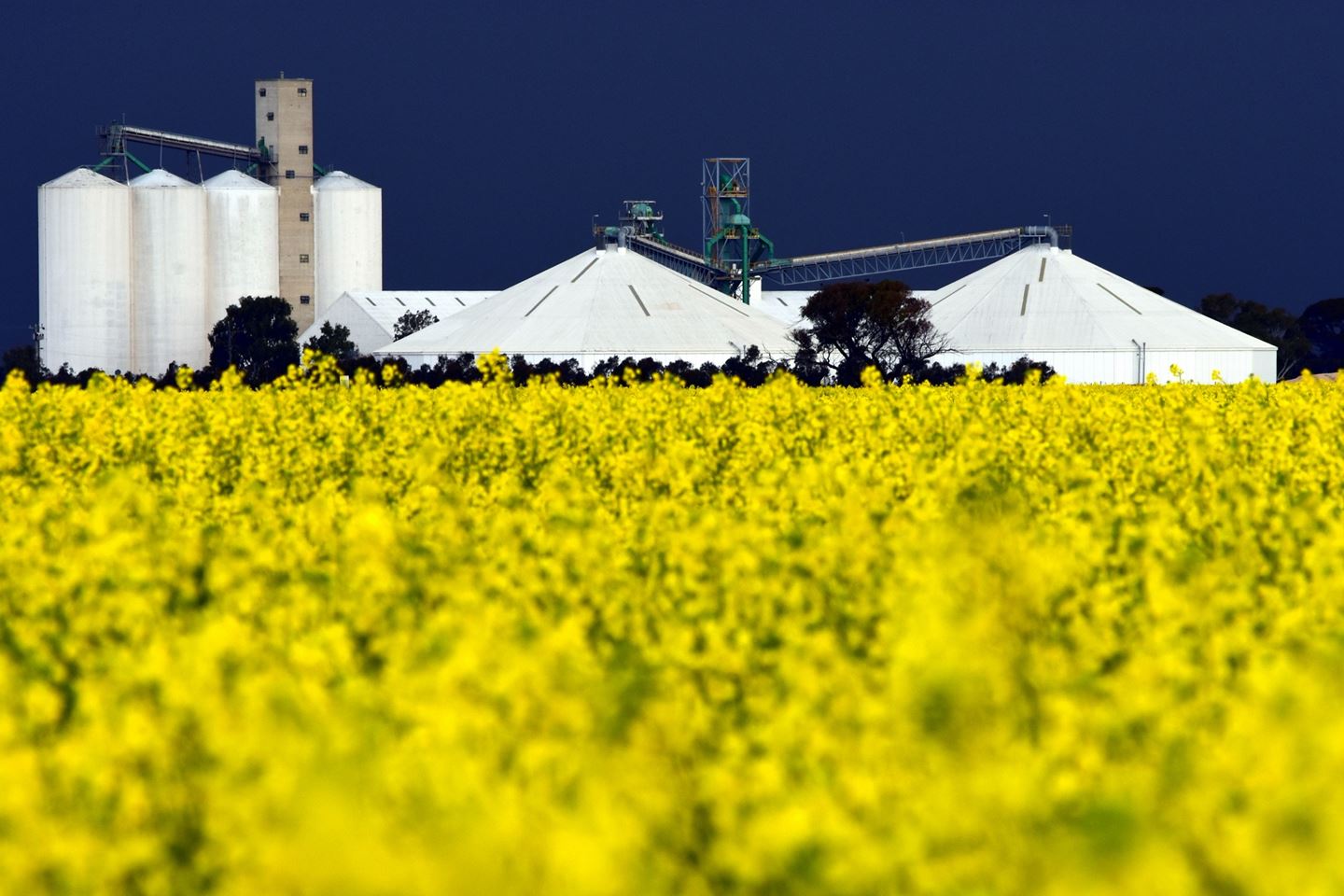 CBH Kellerberrin site across a field of golden canola
