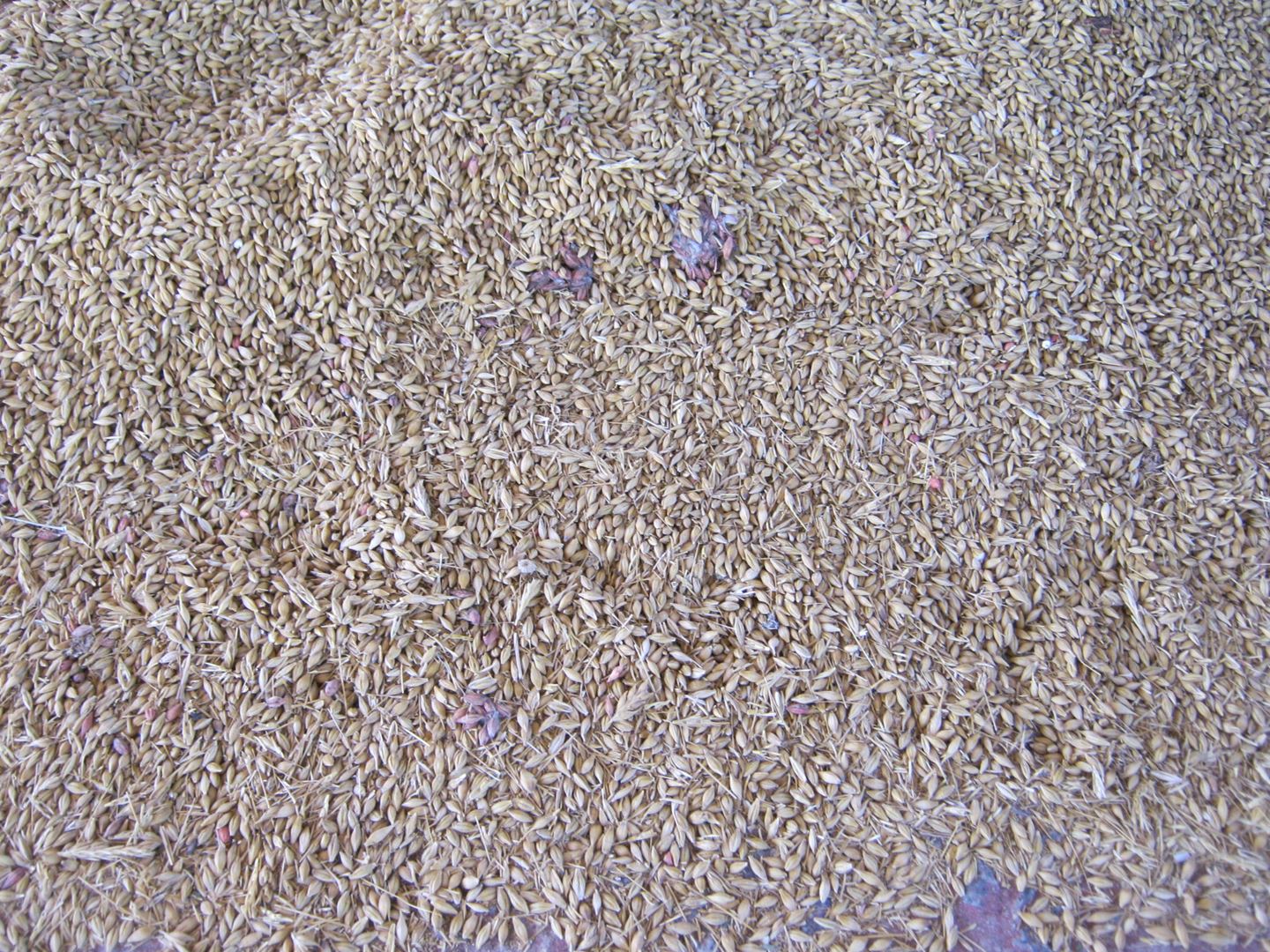 Pickled barley 