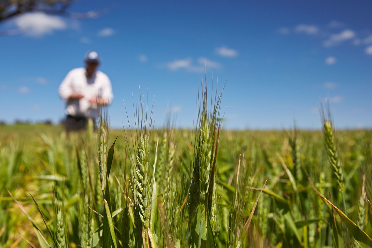 A close up shot of green heads of barley with a grower in the background inspecting the crop