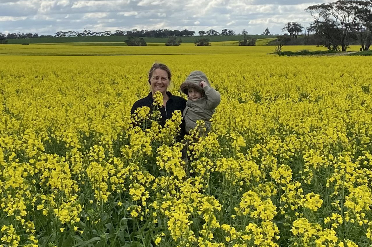 Canola Field 